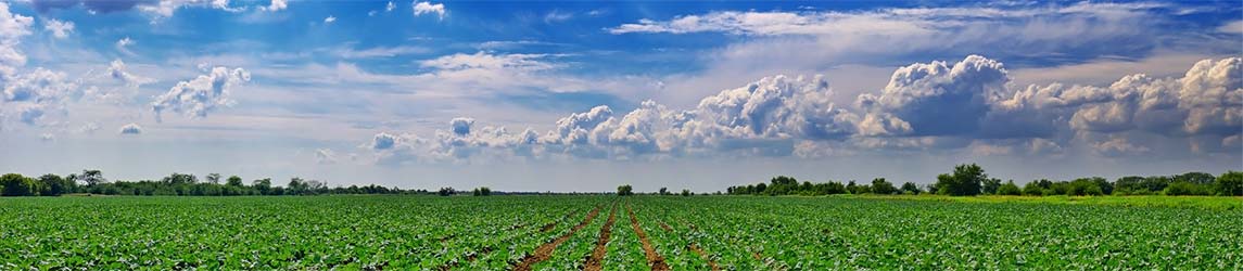 Fresh Pure Food Movement banner