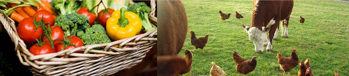 What Is Fresh Pure Food